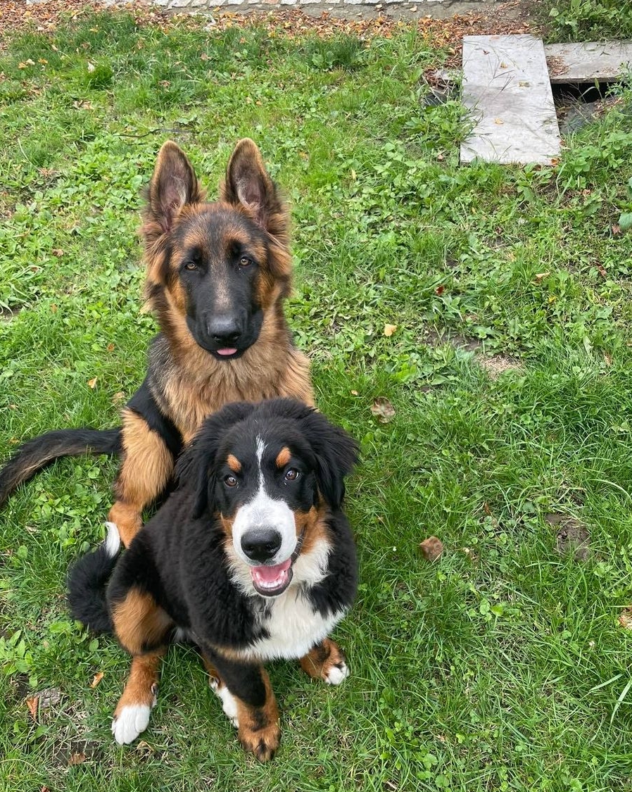 Zaginęły dwa psy! Właściciele proszą o pomoc w odnalezieniu psiaków.
